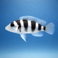 Five Bar Cichlid (Lamprologus tretocephalus) side profile on a plain background - view 3
