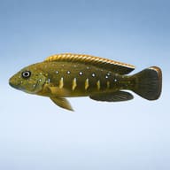 Kasanga Goby Cichlid (Eretmodus cyanostictus) side profile on rockwork — representative image - view 3