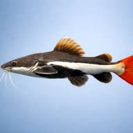 Red-Tailed Catfish (Phractocephalus hemiliopterus) - view 3