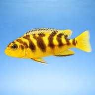 Bumblebee Cichlid (Pseudotropheus crabro) - - scale with rockwork view — representative image - view 4