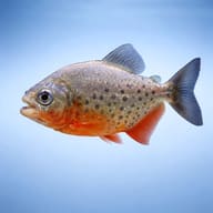 Representative side-profile illustration of a juvenile Red-Bellied Piranha - view 3