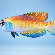 Argentine Pearl side profile and body colour - view 3