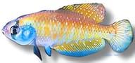Argentine Pearl, Austrolebias bellottii - view 5