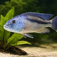 Malawi Hawk Cichlid swimming beside broad green leaves over pale sand, with dark stripe and blue fin spots - view 4