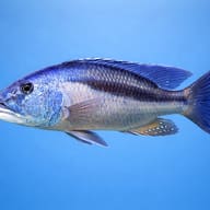 Close side view of a Malawi Hawk Cichlid against a blue background, with dark stripe and spotted anal fin - view 3
