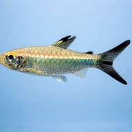 Arnoldichthys spilopterus 5 — side profile on a plain background — representative image - view 3
