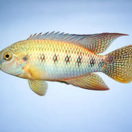 Arnold's / Five Spot Cichlid (Thysochromis ansorgii) - side profile — representative image - view 3