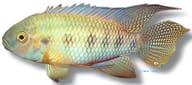 Five Spot Cichlid (Thysochromis ansorgii) 0990 - view 5