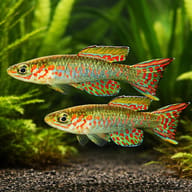 Arnold's Killie pair in planted aquarium visual — representative image - view 2