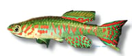 Arnold's Killie, Fundulopanchax arnoldi - view 5