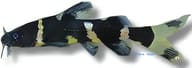 Asian Bumblebee Catfish (Pseudomystus siamensis) exact - view 5