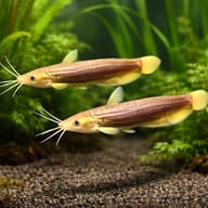 Asiatic Stinging Catfish (Heteropneustes fossilis) pair showing brown Heteropneustes body shape — representative image - view 2
