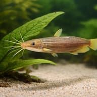 Asiatic Stinging Catfish (Heteropneustes fossilis) beside aquarium plants showing scale — representative image - view 4