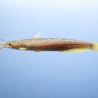 Asiatic Stinging Catfish (Heteropneustes fossilis) side view with barbels and long body profile — representative image - view 3