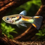 Assorted Endler Guppies — Endlers Guppy — representative image - view 1