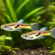 Assorted Endler Guppies — Endlers Guppy — pair in a planted aquarium — representative image - view 2