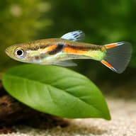 Assorted Endler Guppies — Endlers Guppy — close view showing fin and scale detail — representative image - view 4
