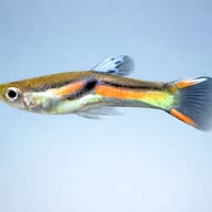 Assorted Endler Guppies — Endlers Guppy — side profile on a plain background — representative image - view 3