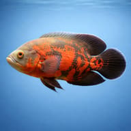 Tiger Oscar — Astronotus ocellatus — South American Cichlids — side profile on a plain background — representative image - view 3