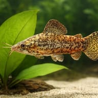 Atipa Hoplo Cat Bubblenes 6. (Hoplosternum thoracatum) — close view showing fin and scale detail — representative image - view 4