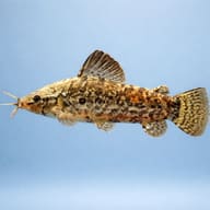 Atipa Hoplo Cat Bubblenes 6. (Hoplosternum thoracatum) — side profile on a plain background — representative image - view 3