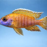 Benga Peacock Cichlid — Representative view of a mature-coloured Aulonocara baenschi - view 3
