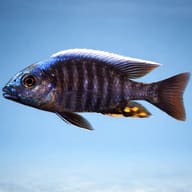 Blue orchid Peacock Cichlid side profile on a plain background — representative image - view 3