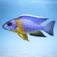 Maulana Peacock Cichlid side profile on a plain background — representative image - view 3