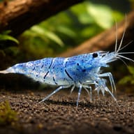 Blue Aura Neocaridina Shrimp — Aura Blue — representative image - view 1