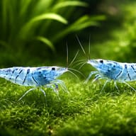 Blue Aura Neocaridina Shrimp — Aura Blue — pair in a planted aquarium — representative image - view 2