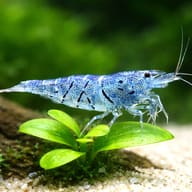 Blue Aura Neocaridina Shrimp — Aura Blue — close view showing fin and scale detail — representative image - view 4