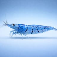 Blue Aura Neocaridina Shrimp — Aura Blue — side profile on a plain background — representative image - view 3