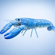 Australian Blue Pearl Crayfish (Cherax destructor) — Australia bleu pearl lobster — side profile on a plain background - view 3