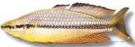 Australian Rainbowfish (Melanotaenia nigrans) - view 5