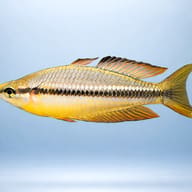 Australian Rainbowfish (Melanotaenia nigrans) side profile showing black mid-lateral band — representative image - view 3