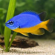 Azure demoiselle - Marine Aquarium Livestock (Chrysiptera hemicyanea) — Azure Demoiselle M - view 4