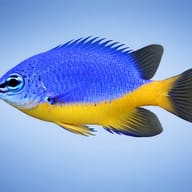 Azure demoiselle - Marine Aquarium Livestock (Chrysiptera hemicyanea) — Azure Demoiselle M - view 3