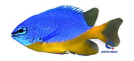 Azure demoiselle - Marine Aquarium Livestock (Chrysiptera hemicyanea) — Azure Demoiselle M - view 5