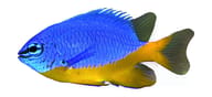 Azure demoiselle in left-facing side profile on a white background - view 5