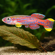 Azure Killie (Aphyosemion mirabile) — close view showing fin and scale detail — representative image - view 4