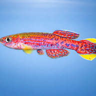 Azure Killie (Aphyosemion mirabile) — side profile on a plain background — representative image - view 3