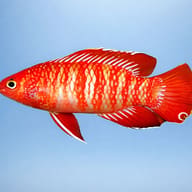 Badis badis dwarf 1 — side profile on a plain background — representative image - view 3