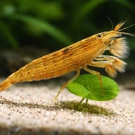 Wood Bamboo Shrimp fan detail in aquarium flow (Atyopsis moluccensis) — representative image - view 4