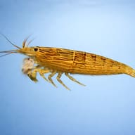 Side view of Atyopsis moluccensis Wood Bamboo Shrimp — representative image - view 3