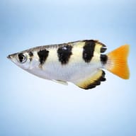 Side view of Banded Archerfish (Toxotes jaculatrix) in hard alkaline brackish water — representative image - view 3
