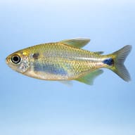 Banded Astyanax — side profile on a plain background — representative image - view 3
