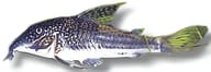 Banded Cory (Scleromystax barbatus) showing body bands and cory shape - view 5