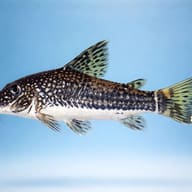 Banded Cory side profile showing barred pattern and long cory body — representative image - view 3