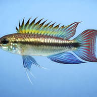 Banded Dwarf Cichlid Peru blue — side profile on a plain background — representative image - view 3