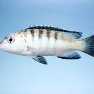 Banded Labido Cichlid side view for body shape and banding reference — representative image - view 3